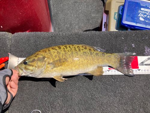 スモールマウスバスの釣果