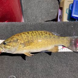 スモールマウスバス