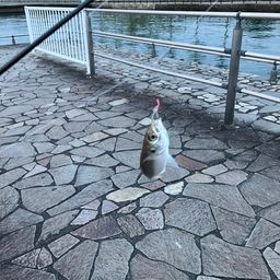 アジ