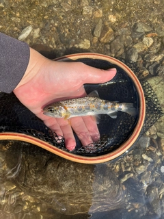 アマゴの釣果