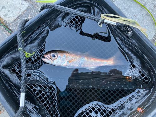 ムツの釣果