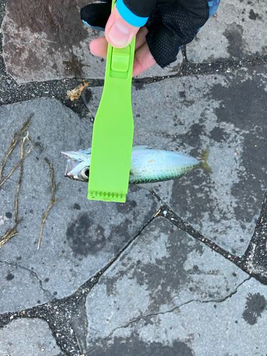 マサバの釣果