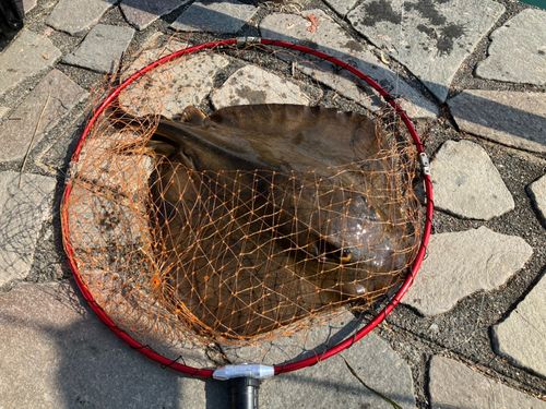 アカエイの釣果