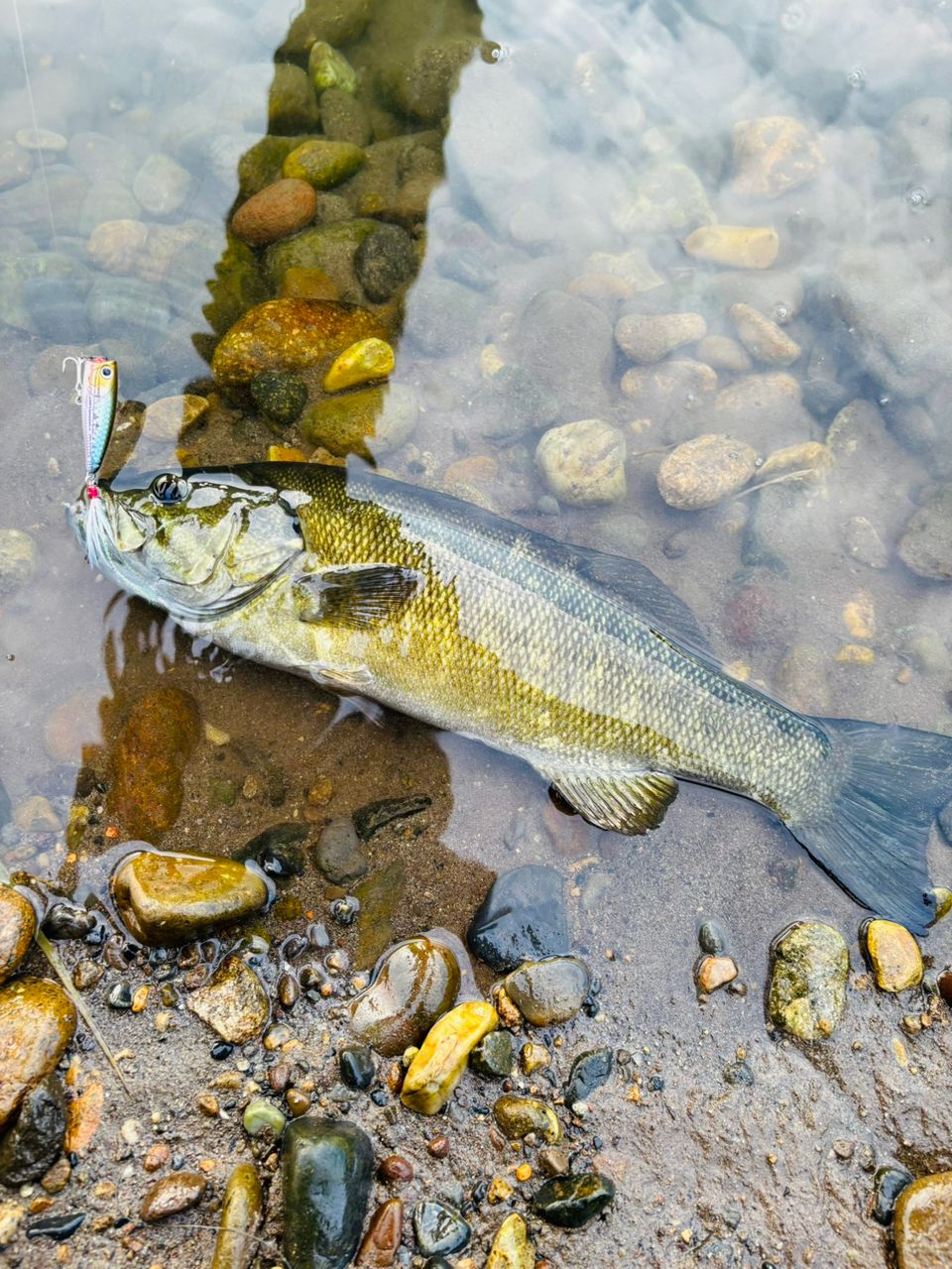 スモールマウスバス