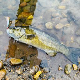 スモールマウスバス