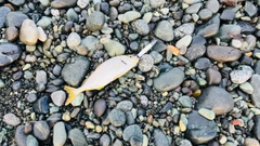 ショゴの釣果