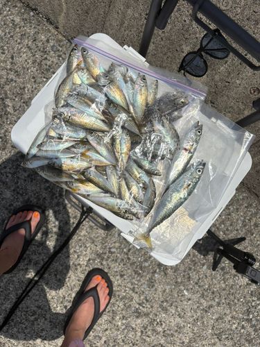 アジの釣果