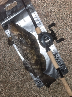 アイナメの釣果