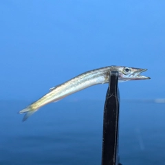 カマスの釣果