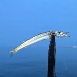 カマス