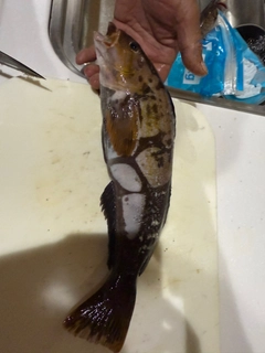 アイナメの釣果