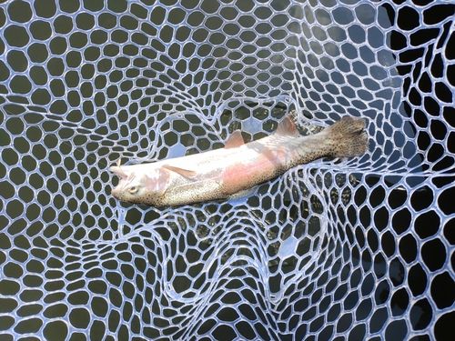 ニジマスの釣果