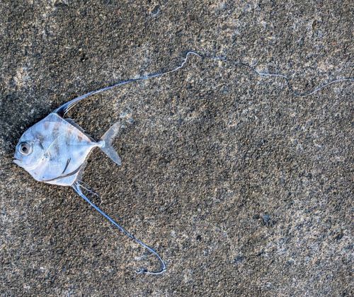 イトヒキアジの釣果
