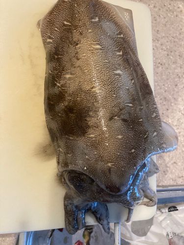 モンゴウイカの釣果