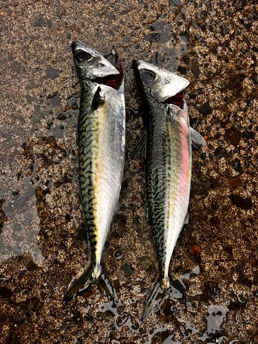 サバの釣果