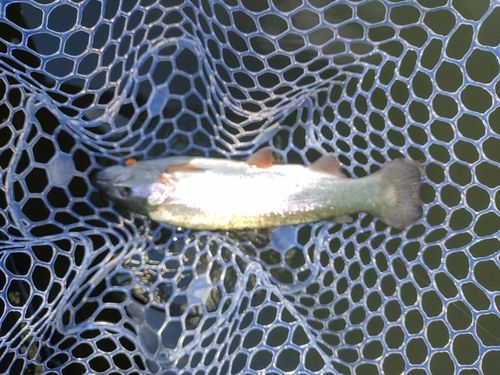 ニジマスの釣果