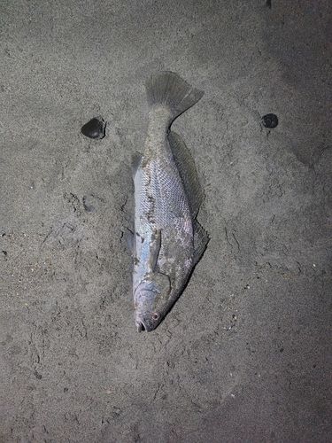 ニベの釣果