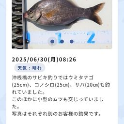 ウミタナゴ