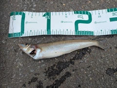 シロギスの釣果