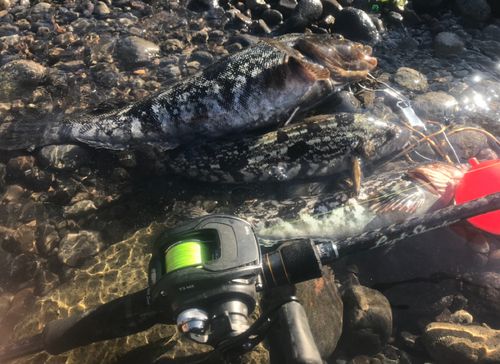 アブラコの釣果