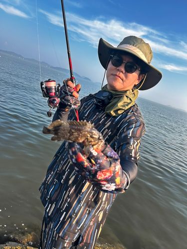 アイナメの釣果