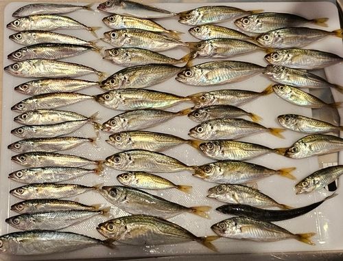 マアジの釣果