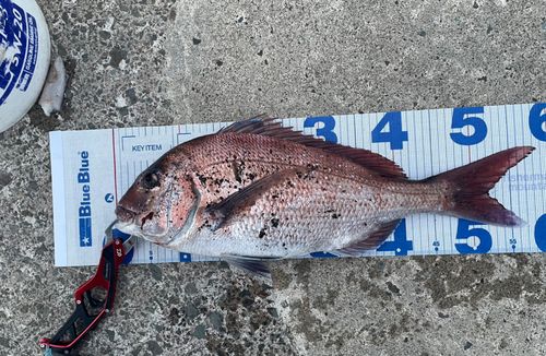 マダイの釣果