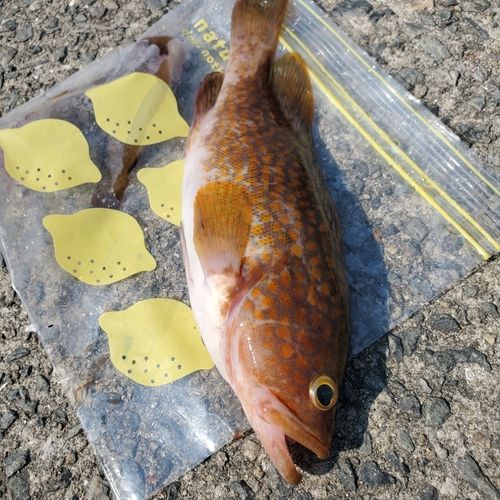 キジハタの釣果