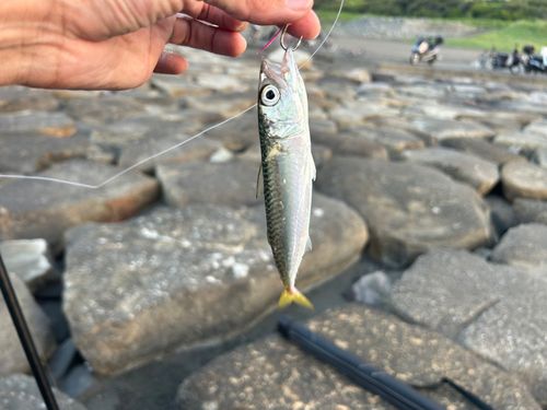 サバの釣果