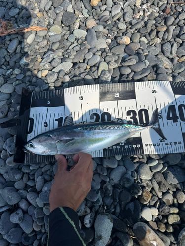 ソウダガツオの釣果