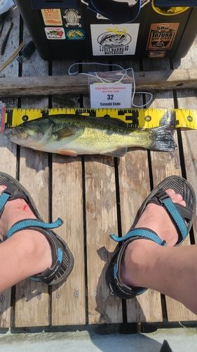 ブラックバスの釣果