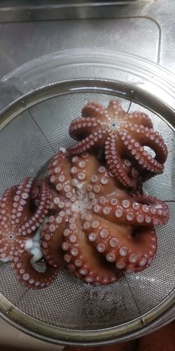 タコの釣果
