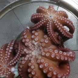 タコ