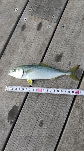 ワカシの釣果