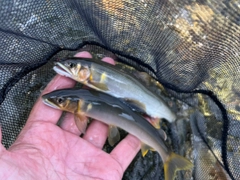 アユの釣果