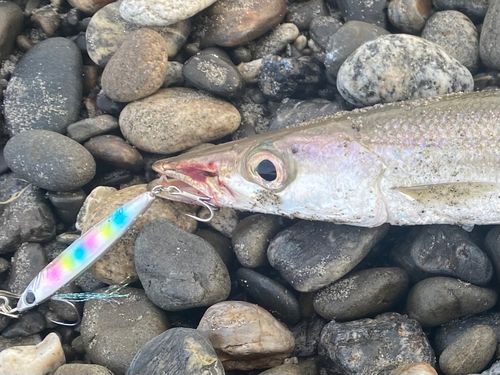 カマスの釣果