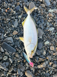 ショゴの釣果