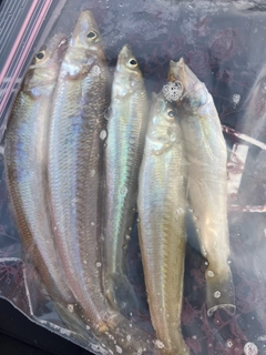 キスの釣果