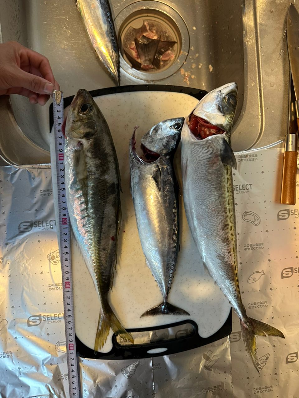 かえで［♂］さんの釣果 2枚目の画像