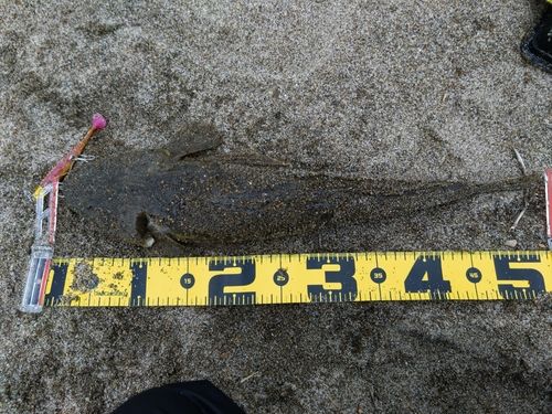 マゴチの釣果