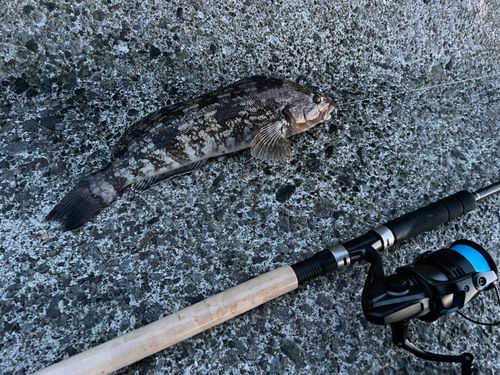 アイナメの釣果