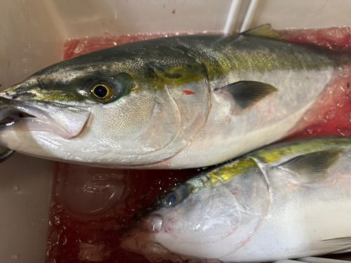 ワラサの釣果