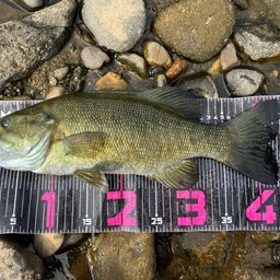 スモールマウスバス