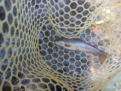 オショロコマの釣果