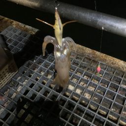 ヒイカ