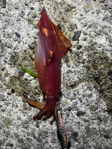 ケンサキイカの釣果