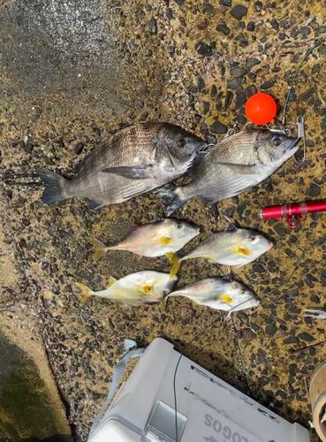 クロダイの釣果