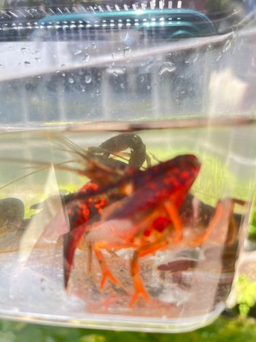 ザリガニの釣果