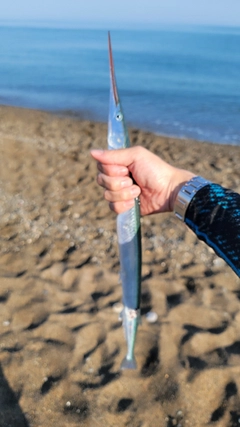 ダツの釣果