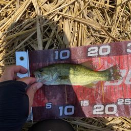 ラージマウスバス